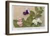 Gregor Johann Mendel Austrian Botanist-A.d. Darleishire-Framed Photographic Print