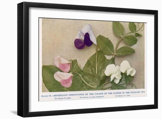 Gregor Johann Mendel Austrian Botanist-A.d. Darleishire-Framed Photographic Print