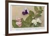 Gregor Johann Mendel Austrian Botanist-A.d. Darleishire-Framed Photographic Print