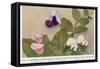 Gregor Johann Mendel Austrian Botanist-A.d. Darleishire-Framed Stretched Canvas