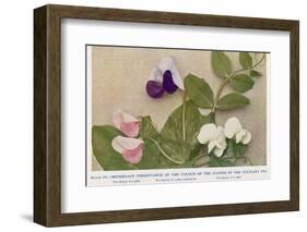 Gregor Johann Mendel Austrian Botanist-A.d. Darleishire-Framed Photographic Print