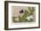 Gregor Johann Mendel Austrian Botanist-A.d. Darleishire-Framed Photographic Print