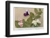 Gregor Johann Mendel Austrian Botanist-A.d. Darleishire-Framed Photographic Print