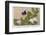 Gregor Johann Mendel Austrian Botanist-A.d. Darleishire-Framed Photographic Print