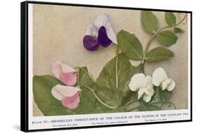 Gregor Johann Mendel Austrian Botanist-A.d. Darleishire-Framed Stretched Canvas