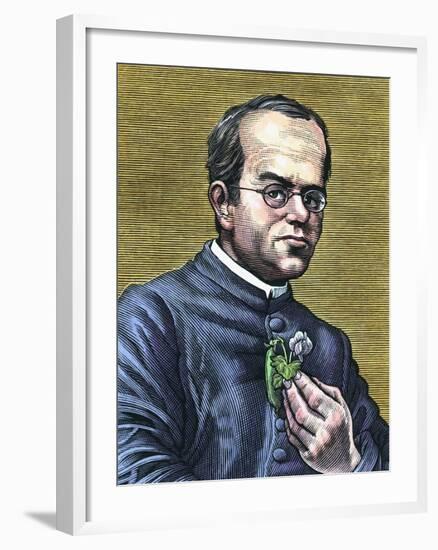 Gregor Mendel, Austrian Botanist-Bill Sanderson-Framed Photographic Print