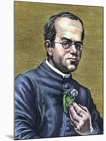 Gregor Mendel, Austrian Botanist-Bill Sanderson-Mounted Photographic Print