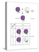 Gregor Mendel's Law of Segregation. Heredity, Genetics-Encyclopaedia Britannica-Stretched Canvas