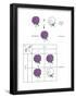 Gregor Mendel's Law of Segregation. Heredity, Genetics-Encyclopaedia Britannica-Framed Poster