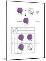 Gregor Mendel's Law of Segregation. Heredity, Genetics-Encyclopaedia Britannica-Mounted Poster