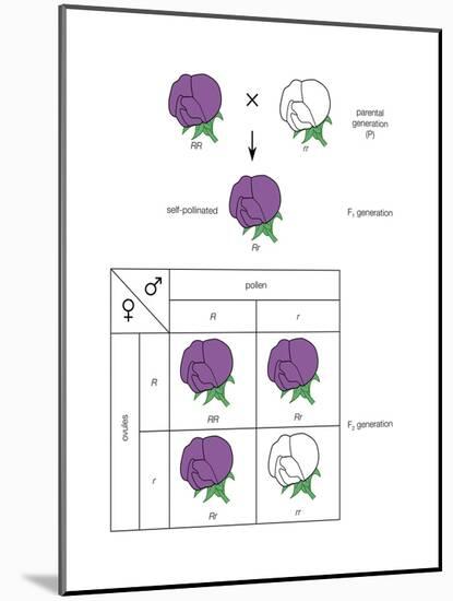 Gregor Mendel's Law of Segregation. Heredity, Genetics-Encyclopaedia Britannica-Mounted Poster