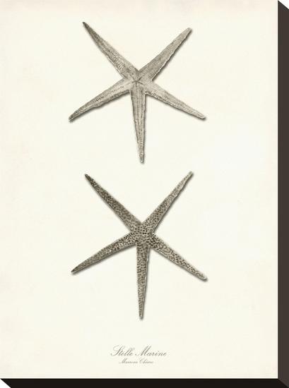 Greige Star Fish-Coastal Print & Design-Stretched Canvas