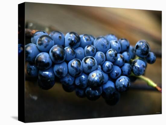 Grenache Grapes, Picked-Joerg Lehmann-Stretched Canvas