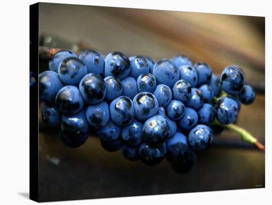 Grenache Grapes, Picked-Joerg Lehmann-Stretched Canvas