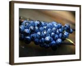 Grenache Grapes, Picked-Joerg Lehmann-Framed Photographic Print