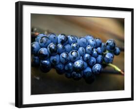 Grenache Grapes, Picked-Joerg Lehmann-Framed Photographic Print