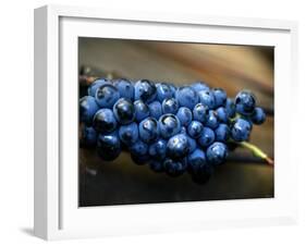 Grenache Grapes, Picked-Joerg Lehmann-Framed Photographic Print