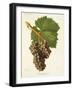 Grenache Gris Grape-J. Troncy-Framed Giclee Print