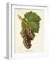 Grenache Gris Grape-J. Troncy-Framed Giclee Print