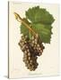 Grenache Gris Grape-J. Troncy-Stretched Canvas