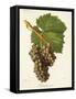 Grenache Gris Grape-J. Troncy-Framed Stretched Canvas