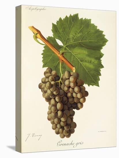 Grenache Gris Grape-J. Troncy-Stretched Canvas