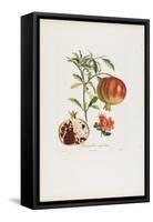 Grenadier a Fruit Doux, from Traite Des Arbres Fruitiers, 1807-1835-Pierre Jean Francois Turpin-Framed Stretched Canvas