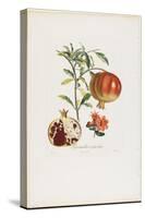 Grenadier a Fruit Doux, from Traite Des Arbres Fruitiers, 1807-1835-Pierre Jean Francois Turpin-Stretched Canvas