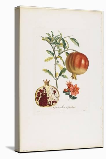 Grenadier a Fruit Doux, from Traite Des Arbres Fruitiers, 1807-1835-Pierre Jean Francois Turpin-Stretched Canvas