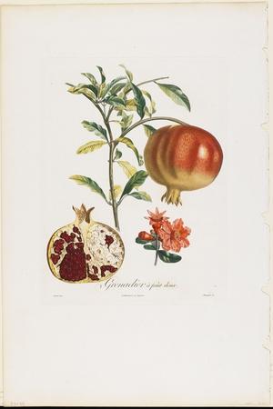 https://imgc.allpostersimages.com/img/posters/grenadier-a-fruit-doux-from-traite-des-arbres-fruitiers-1807-1835_u-L-Q1HL5P90.jpg?artPerspective=n