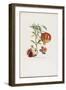 Grenadier a Fruit Doux, from Traite Des Arbres Fruitiers, 1807-1835-Pierre Jean Francois Turpin-Framed Giclee Print