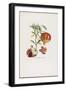 Grenadier a Fruit Doux, from Traite Des Arbres Fruitiers, 1807-1835-Pierre Jean Francois Turpin-Framed Giclee Print