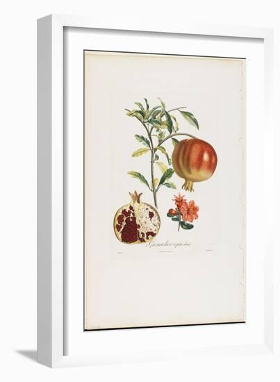 Grenadier a Fruit Doux, from Traite Des Arbres Fruitiers, 1807-1835-Pierre Jean Francois Turpin-Framed Giclee Print