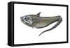 Grenadier (Macrourus Ceavus), Fishes-Encyclopaedia Britannica-Framed Stretched Canvas