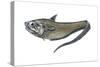 Grenadier (Macrourus Ceavus), Fishes-Encyclopaedia Britannica-Stretched Canvas