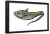 Grenadier (Macrourus Ceavus), Fishes-Encyclopaedia Britannica-Framed Poster