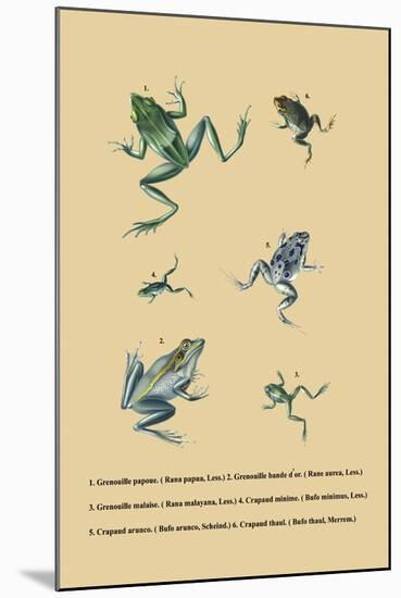 Grenouille Papoue-null-Mounted Art Print