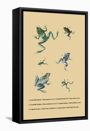 Grenouille Papoue-null-Framed Stretched Canvas
