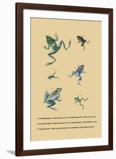 Grenouille Papoue-null-Framed Art Print