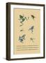 Grenouille Papoue-null-Framed Art Print