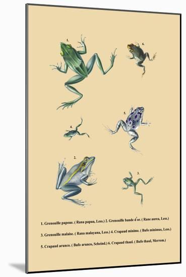 Grenouille Papoue-null-Mounted Art Print