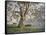 Gresford Gum 2-John Bradley-Framed Stretched Canvas