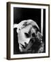 Greta Garbo-null-Framed Photo