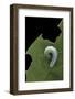 Greta Oto (Glasswinged Butterfly) - Caterpillar-Paul Starosta-Framed Photographic Print