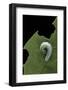 Greta Oto (Glasswinged Butterfly) - Caterpillar-Paul Starosta-Framed Photographic Print