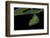 Greta Oto (Glasswinged Butterfly) - Pupa-Paul Starosta-Framed Photographic Print