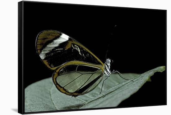 Greta Oto (Glasswinged Butterfly)-Paul Starosta-Framed Stretched Canvas