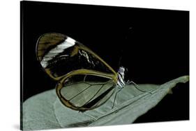 Greta Oto (Glasswinged Butterfly)-Paul Starosta-Stretched Canvas