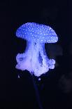 Blue Jellyfish-greta6-Photographic Print