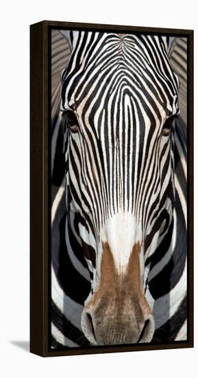 Grevey's Zebra, Samburu National Reserve, Kenya-null-Framed Stretched Canvas